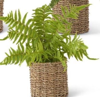 Assorted Ferns in Round Woven Basket