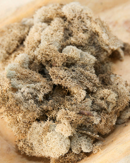 Preserved Colored Deer Moss – 4oz Bag