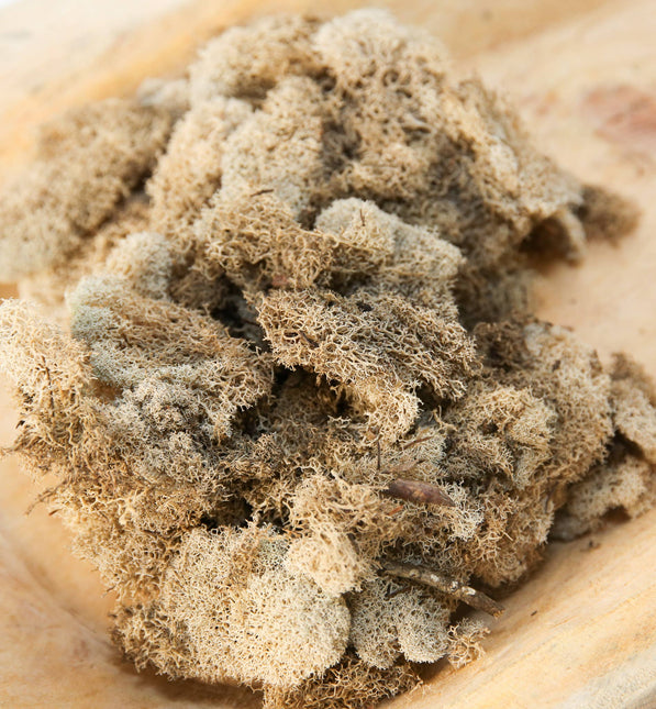 Preserved Colored Deer Moss – 4oz Bag