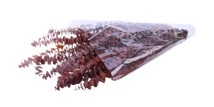1Lb Preserved Spiral Eucalyptus Bundle