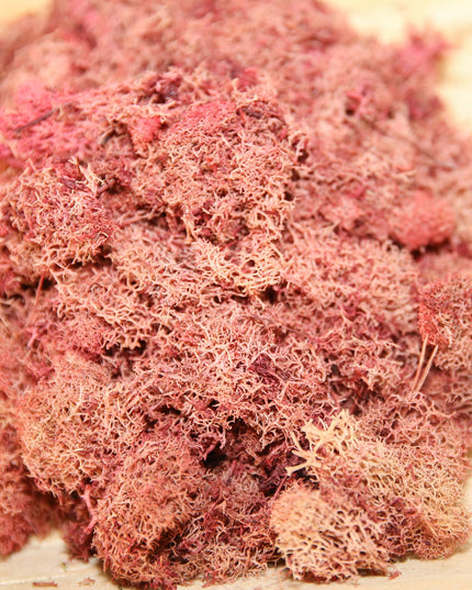 Preserved Colored Deer Moss – 4oz Bag