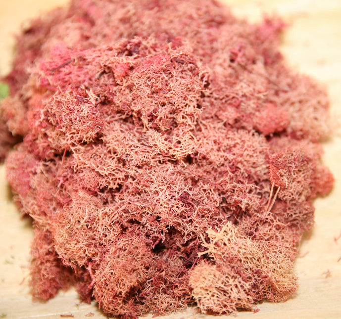 Preserved Colored Deer Moss – 4oz Bag
