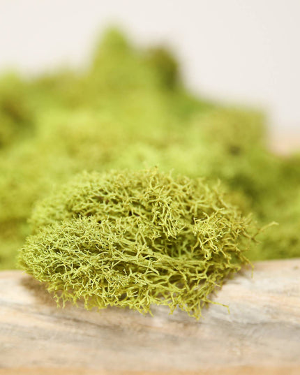 Preserved Colored Deer Moss – 4oz Bag