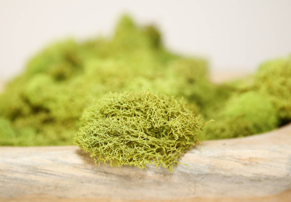 Preserved Colored Deer Moss – 4oz Bag