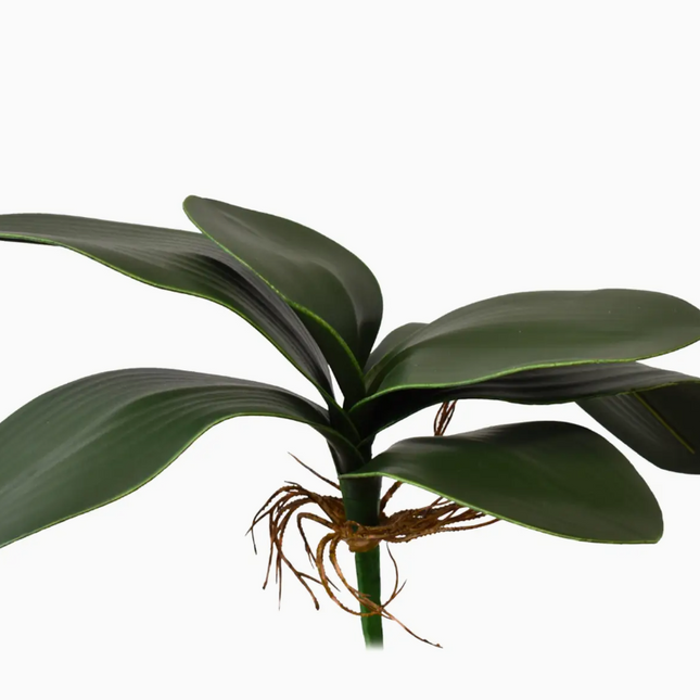 Phal Plant 11"