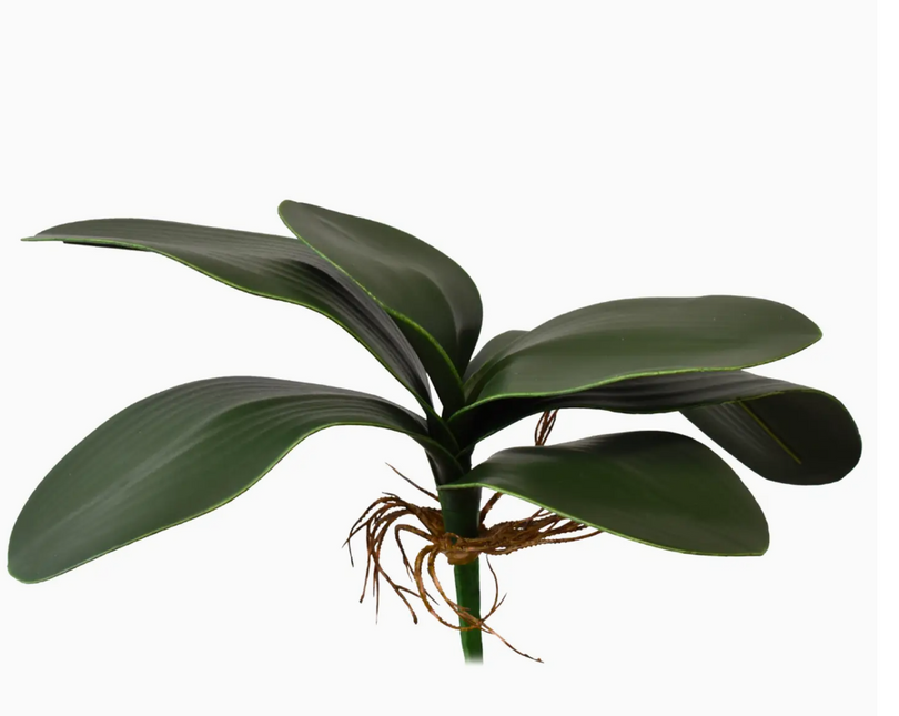 Phal Plant 11"