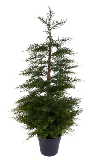 36" Potted Juniper Tree