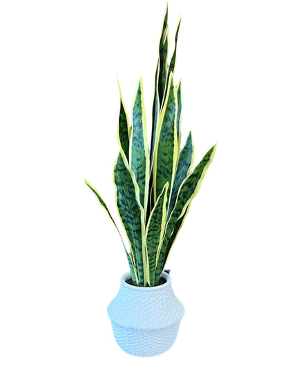 Sansevieria Plant 28" image 0