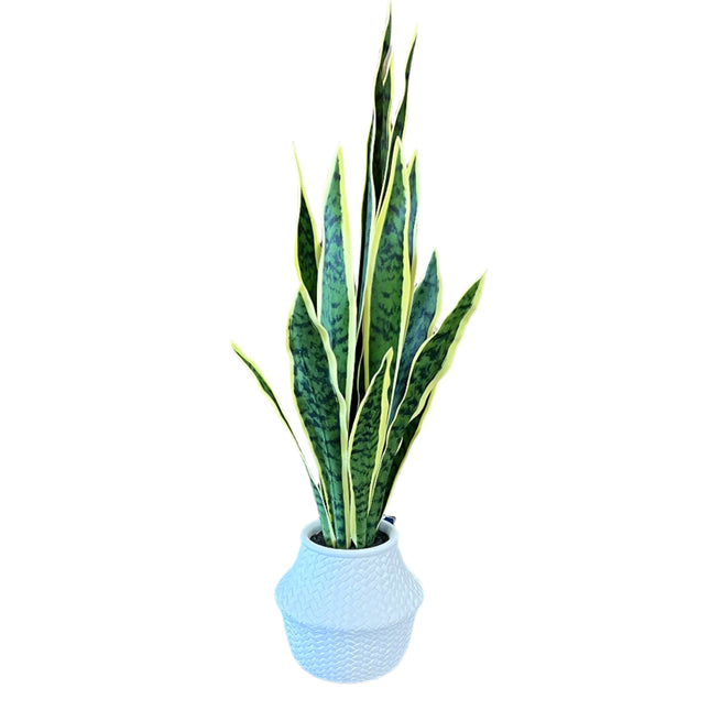 Sansevieria Plant 28" image 0