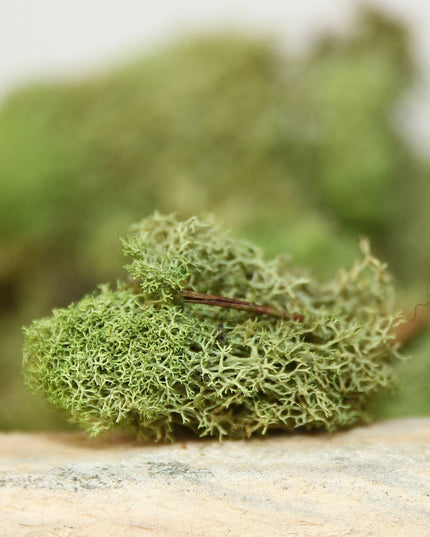 Preserved Colored Deer Moss – 4oz Bag