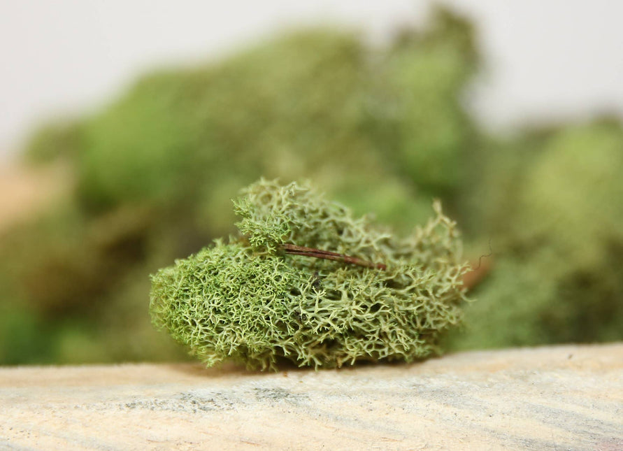Preserved Colored Deer Moss – 4oz Bag