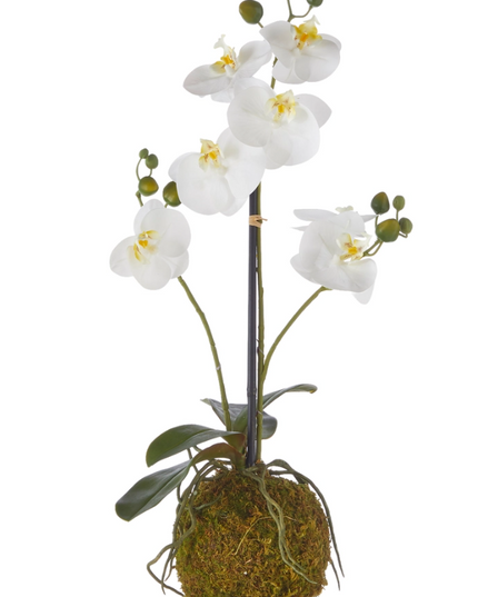 Real Touch White Orchid with Moss Ball 23.75"