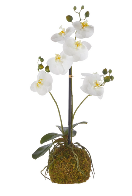 Real Touch White Orchid with Moss Ball 23.75"