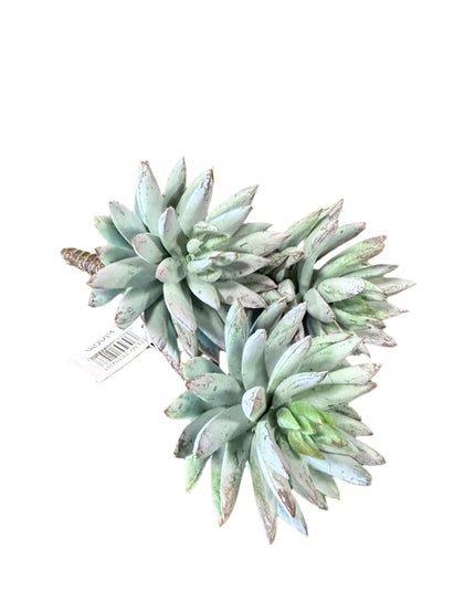 Succulent Pick image 0