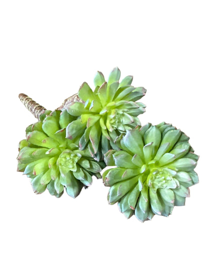 Succulent Pick image 0