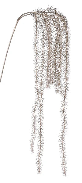 48"L Glttr/Met Sprengeri Hanging Spray