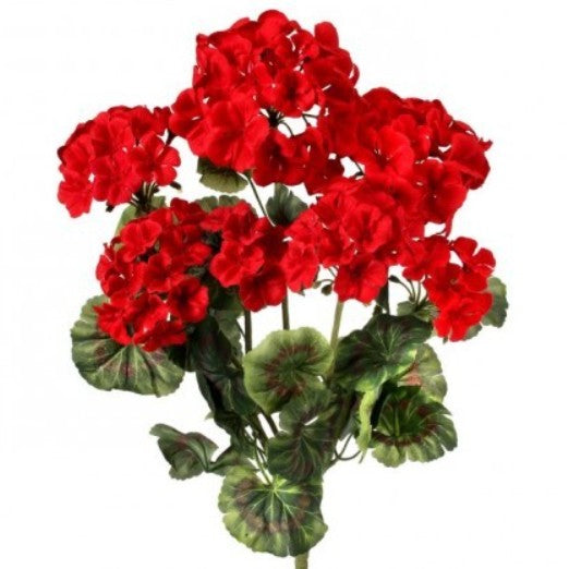 Geranium Bush 20"Red