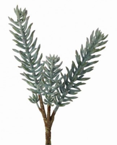 UV Brush Succulent Plant