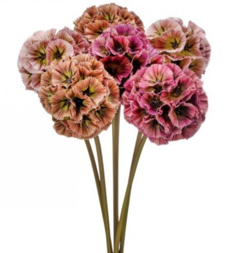 Scabiosa Bundle