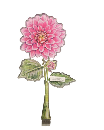 Dahlia Acrylic Stem